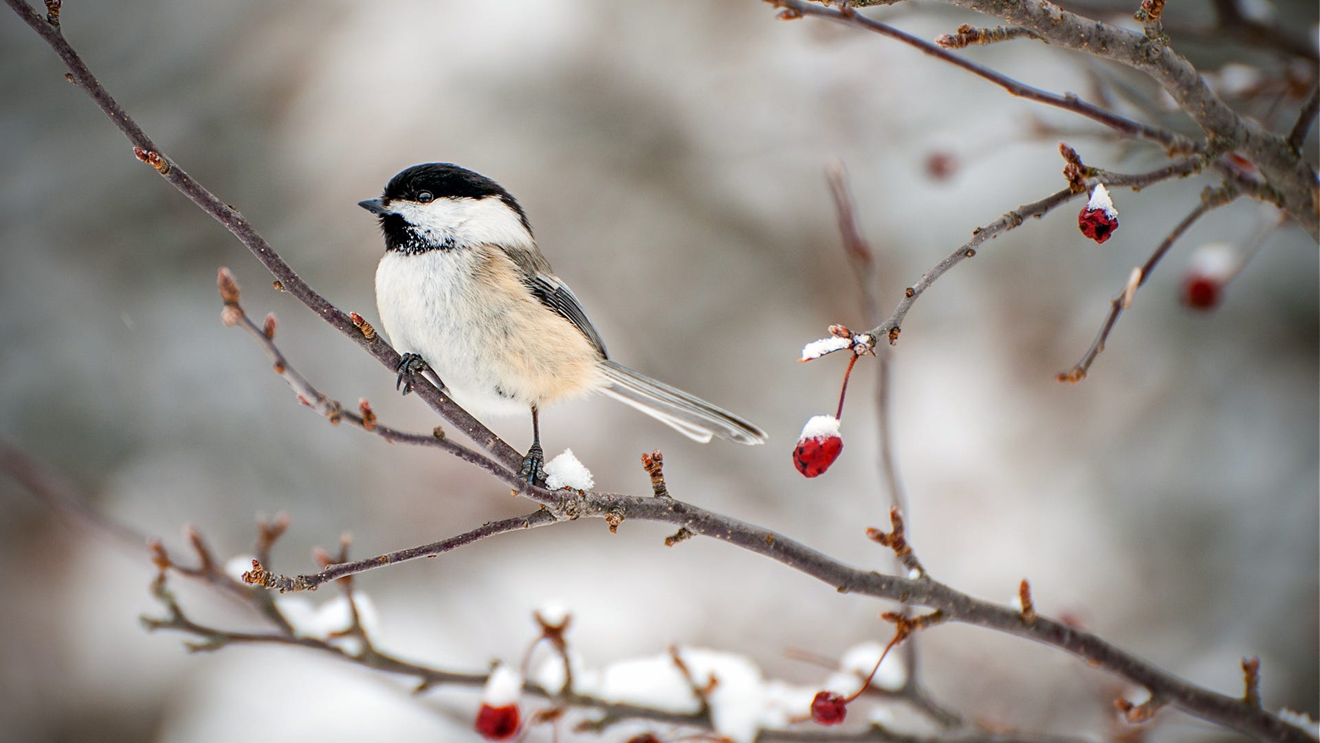 Holiday Bird Feeding: Treating Birds to A Winter Feast