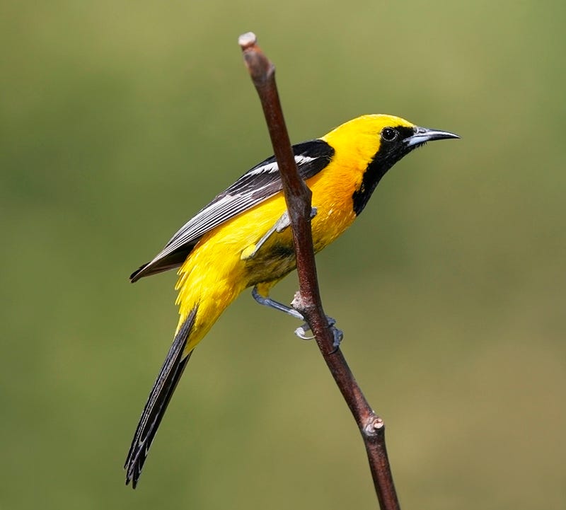 hooded oriole