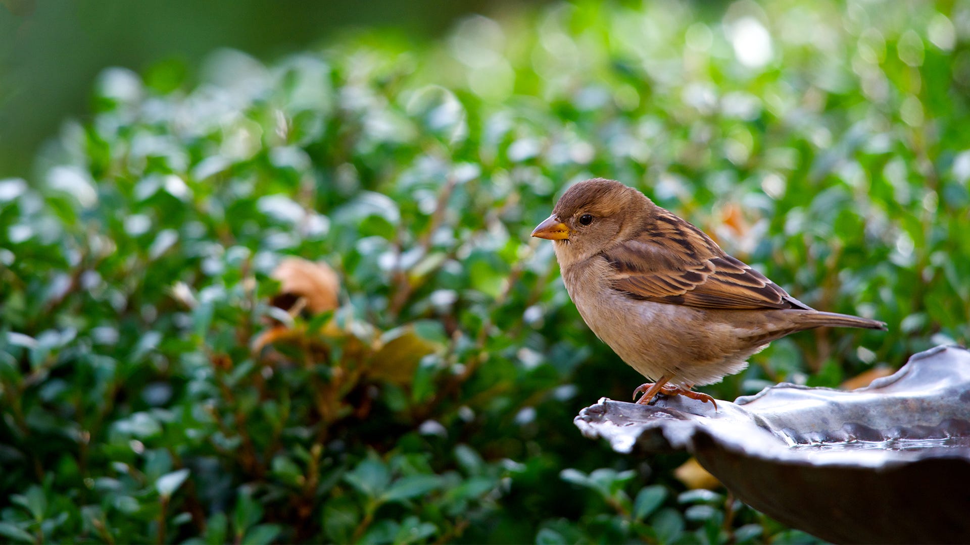 How to Attract Birds with Water