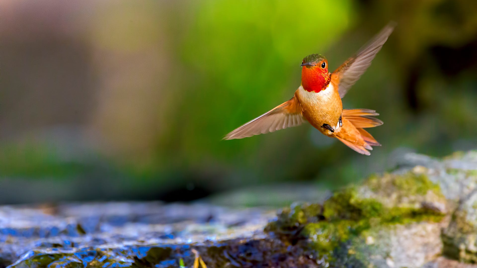 How to Help Hummingbirds Migrate How to Help Hummingbirds Migrate