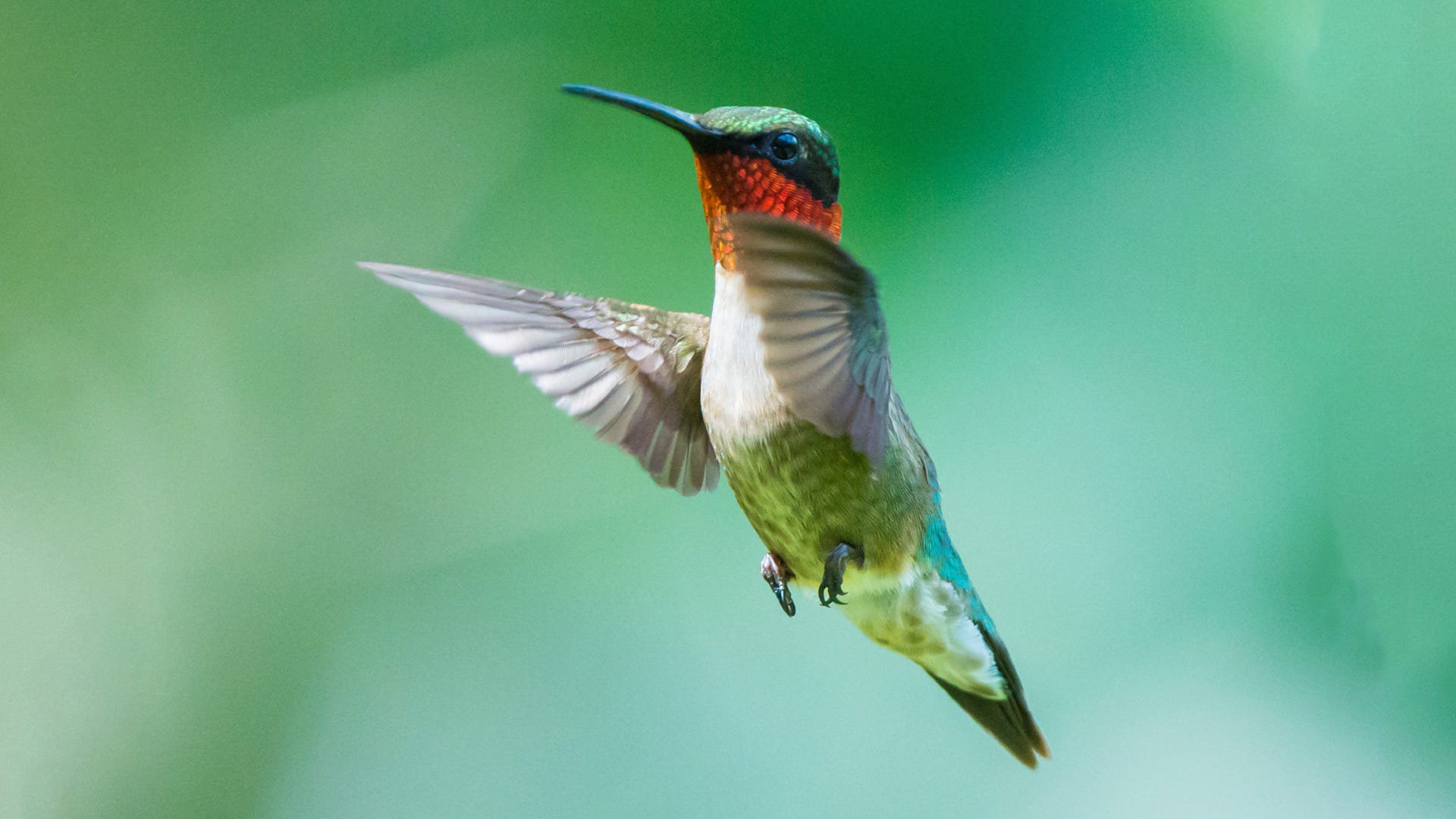 bee hummingbird flying