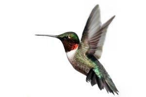 Ruby-throated Hummingbirds can flap their wings more than 70 times a second.