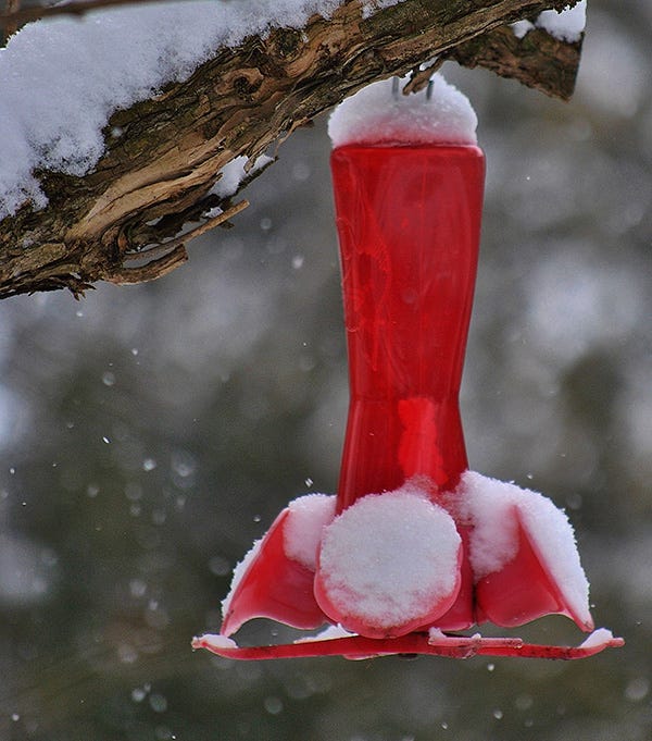 winter bird feeding hummingbird feeder