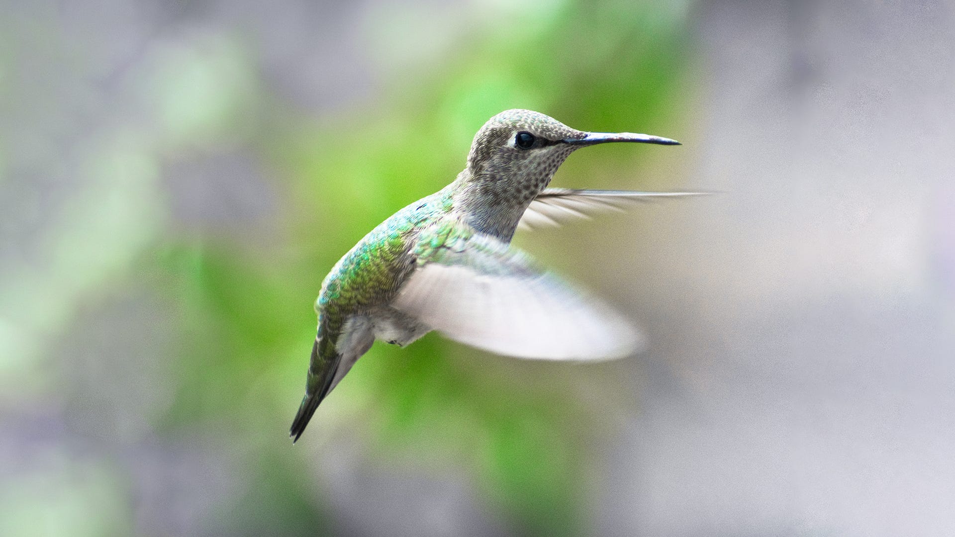 Hummingbirds, Start Your Engines. Migration is Here!