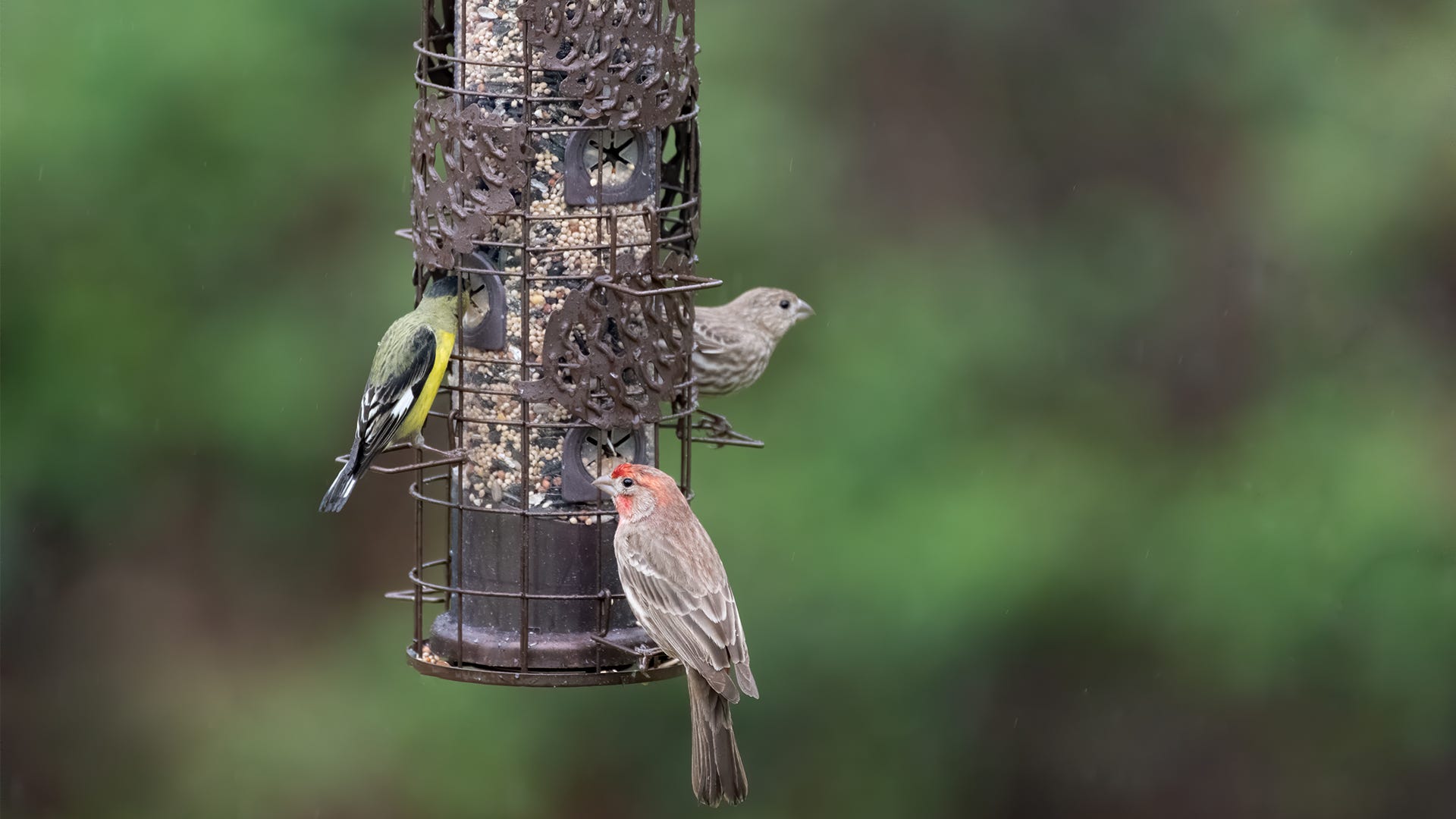 Identifying Backyard Birds At Your Feeders