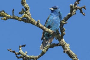 Indigo Buntings can often be spotted in weedy, bushy areas where forests meet fields.