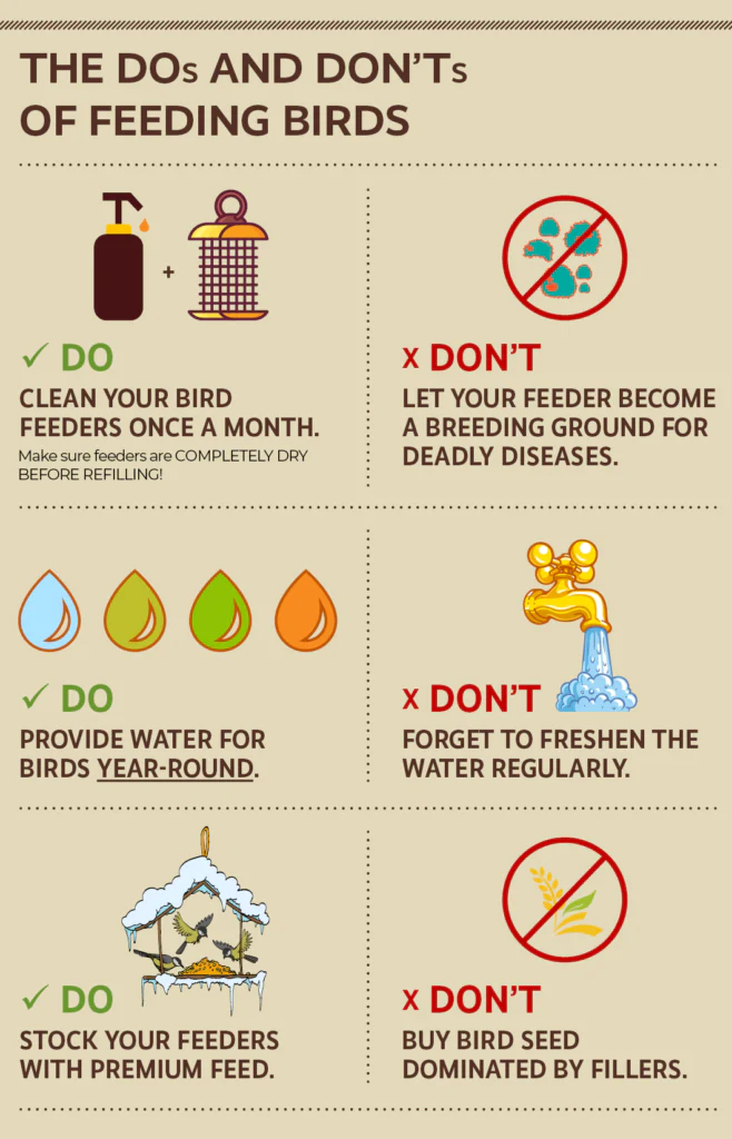 The Dos and Don'ts of Feeding Birds