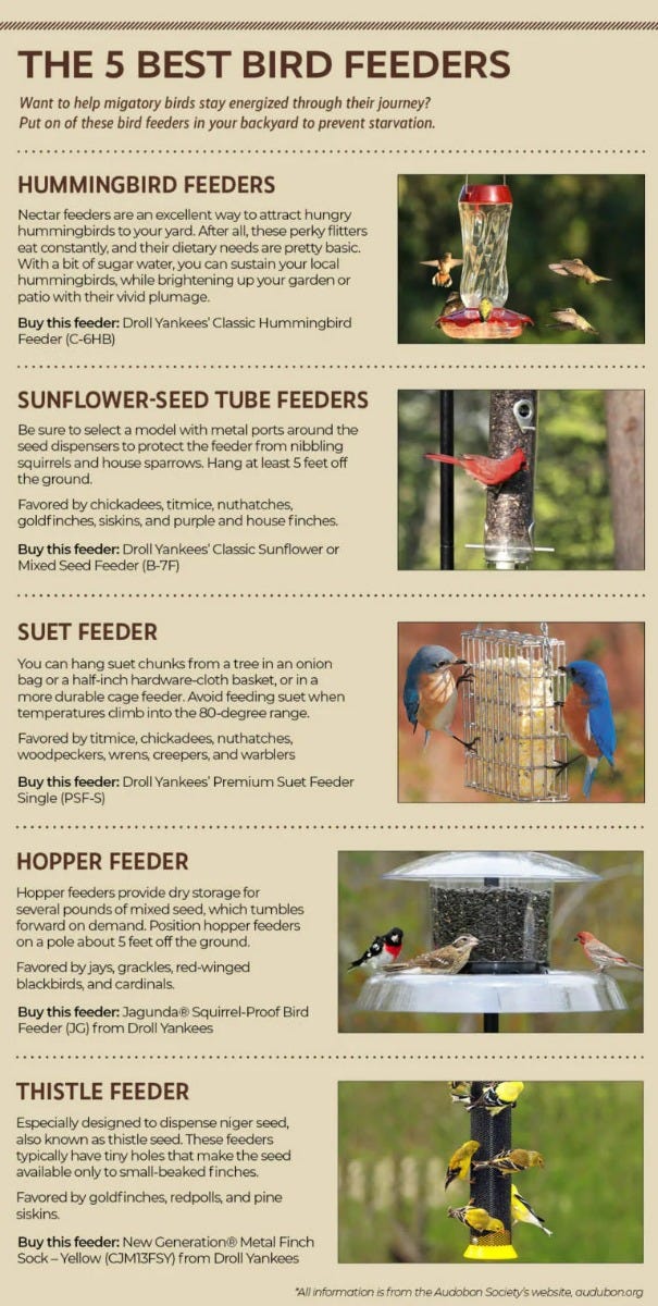 5 best bird feeders