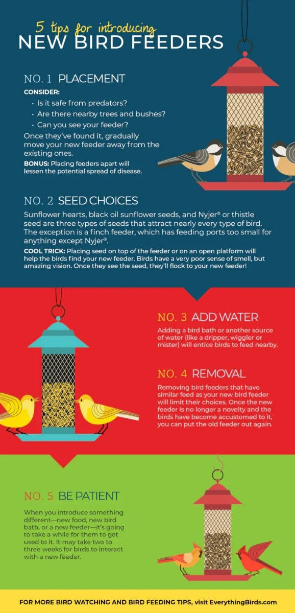 5 Tips for How to Introduce a New Feeder to Your Backyard Birds