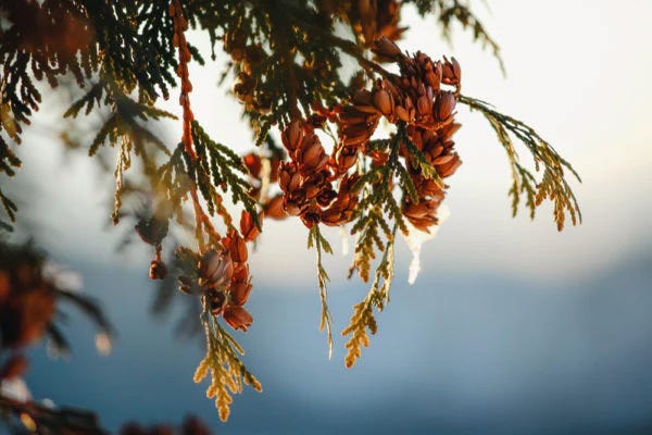 The Benefits of Bird Feeding