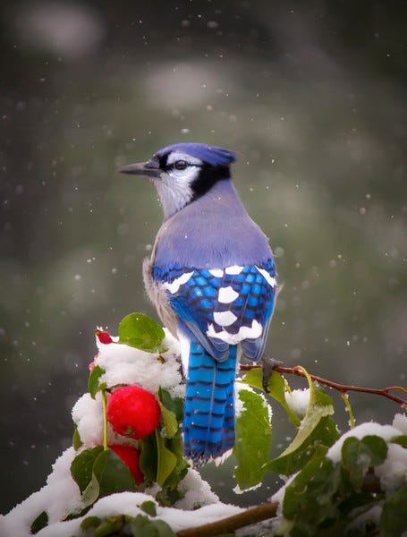 Laura Bentley’s Blue Jay photo makes for a great Christmas card image. ©Laura Bentley