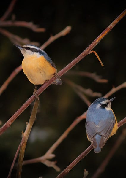 Laura Bentley captures a pair of Red-breasted Nuthatches in her lens. ©Laura Bentley