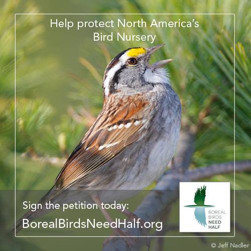 The Boreal Songbird Initiative’s “Boreal Birds Need Half” campaign is aiming to keep 50% of the North American Boreal Forest from being developed.