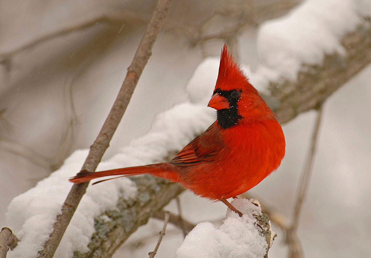 cardinal in snow