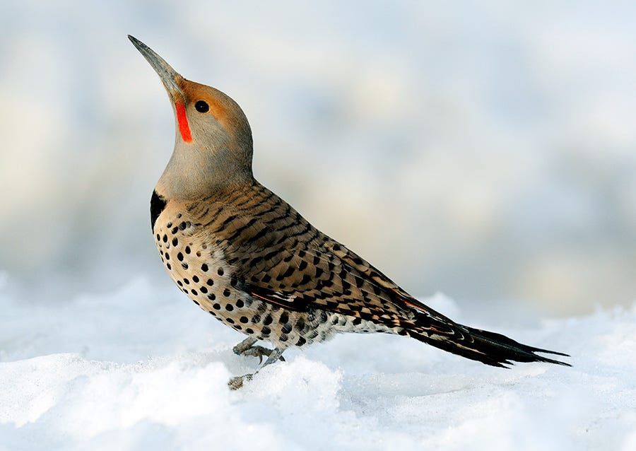 winter bird feeding northern flicker