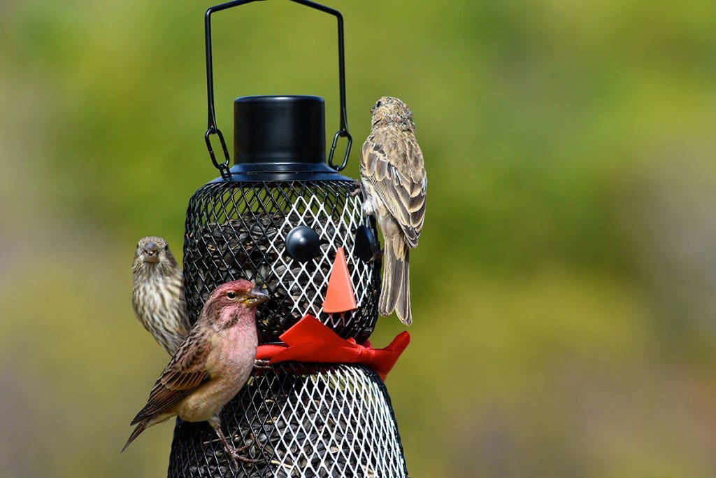 Your Christmas Bird Count can involve traveling around a local Count Circle, but if a park with bird feeders falls within that 15-mile zone, you can observe and report the birds visiting it as part of the census.