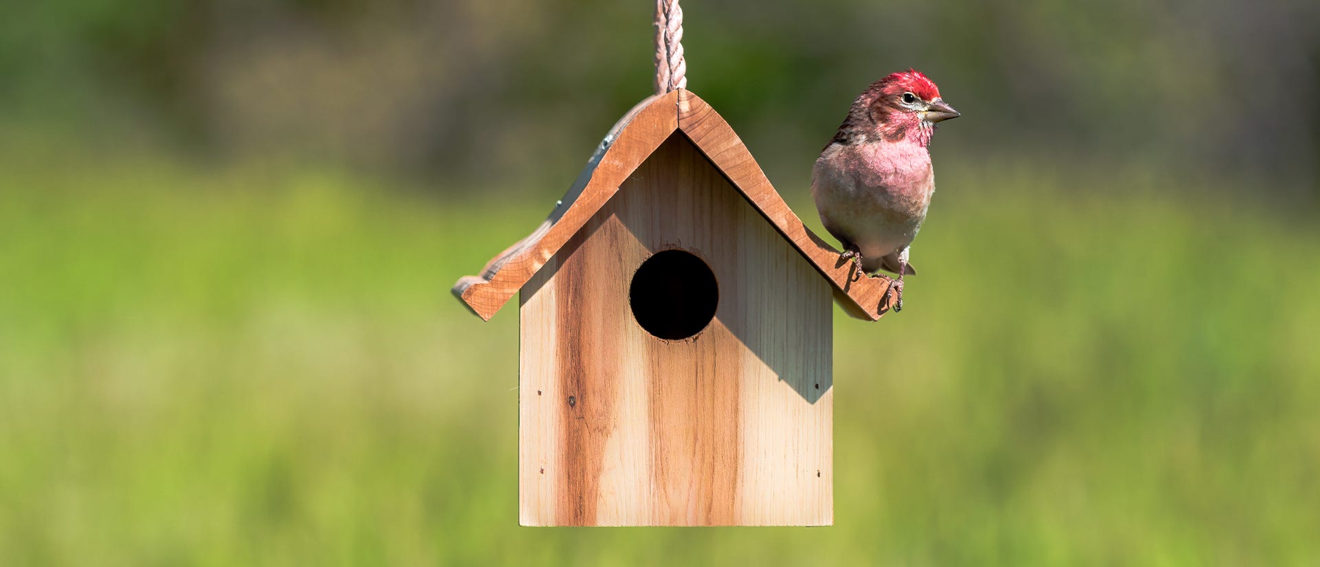 Finch Friendly Abodes The Ultimate Guide To Birdhouses For Finches finch-friendly-abodes-the-ultimate-guide-to-birdhouses-for-finches