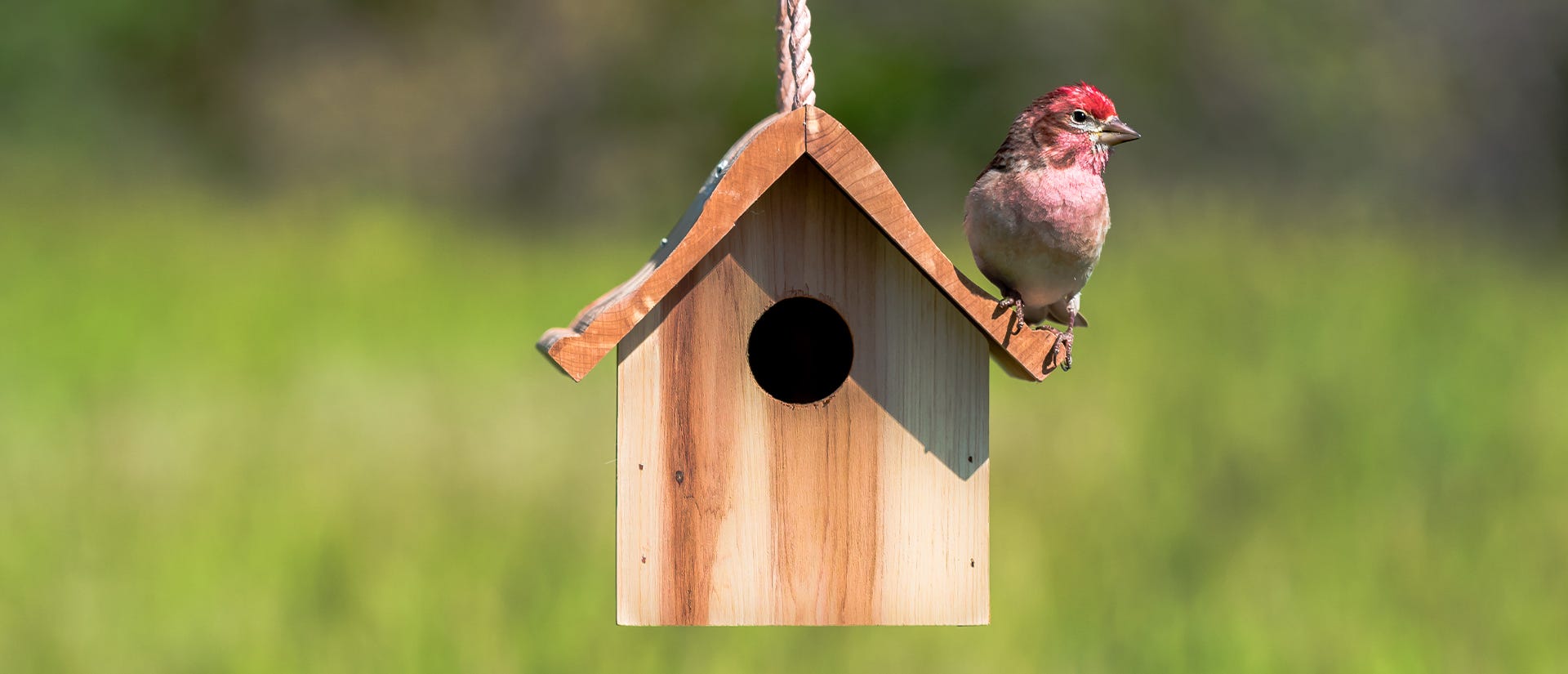 Best Bird Houses for Different Types of Birds