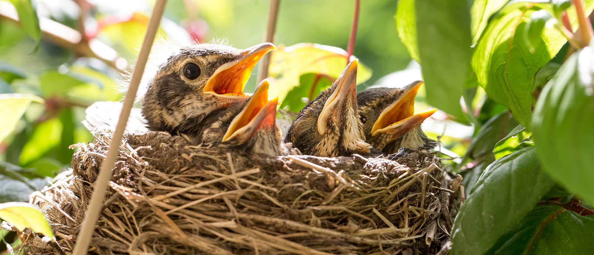 Spring is Here! Get Your Bird Feeders Ready