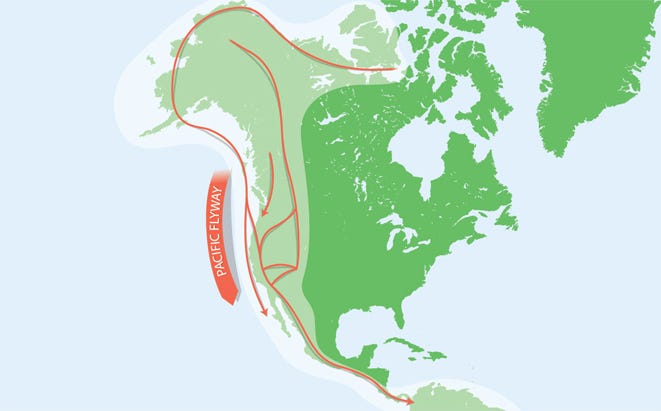 pacific flyway