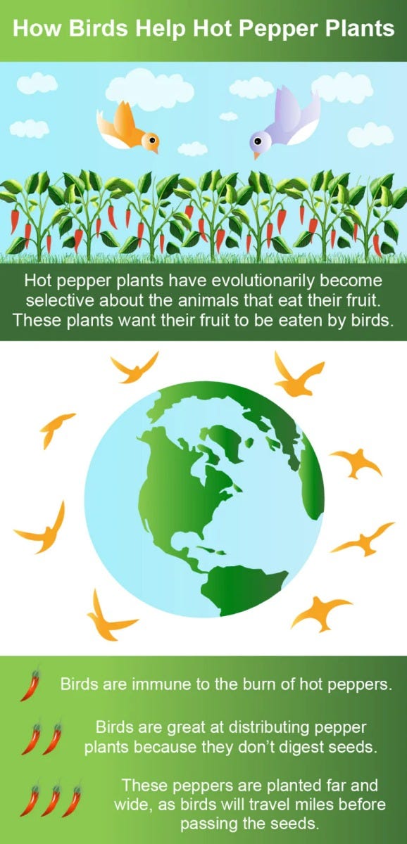 How Birds Help Hot Pepper Plants