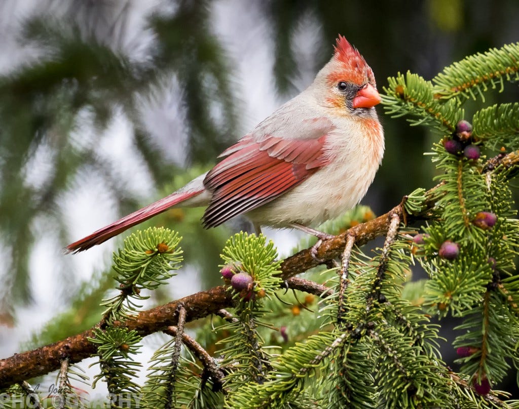 Ricky L. Jones captures a wonderful image of a Northern Cardinal.