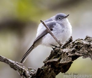 Jones suggests that aspiring photographers stake out a good location rather than chasing birds through the wilderness.