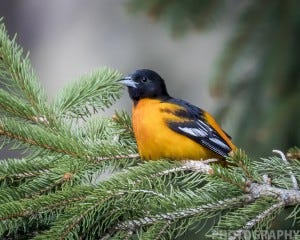 Reach out to Ricky L. Jones on a variety of social media outlets to see more photos like this one, which shows a Baltimore Oriole.