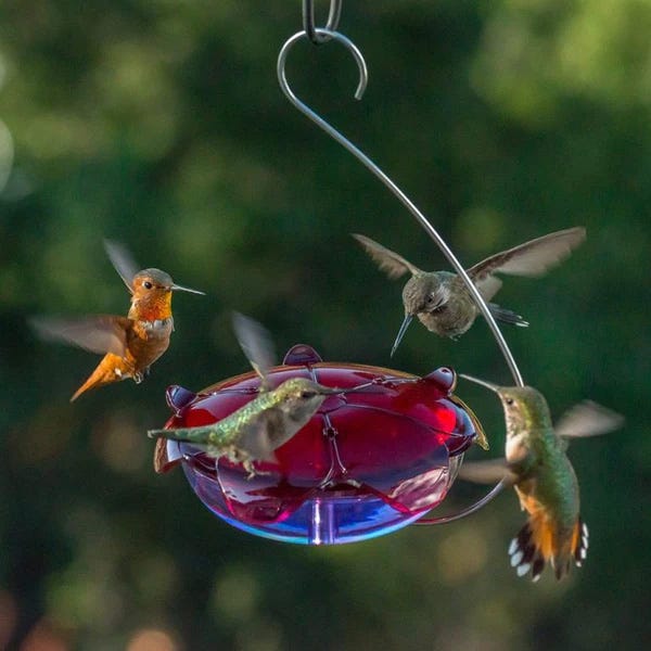 Droll Yankees Ruby Sipper Hanging Hummingbird Feeder in Lavendar