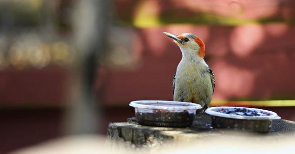 Bird feeding on jelly