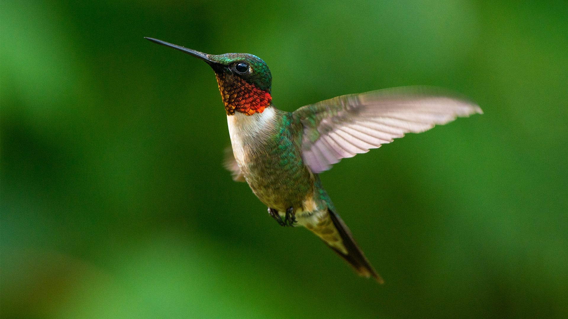 Marvel at the resplendent beauty of the Rubythroated Hummingbird