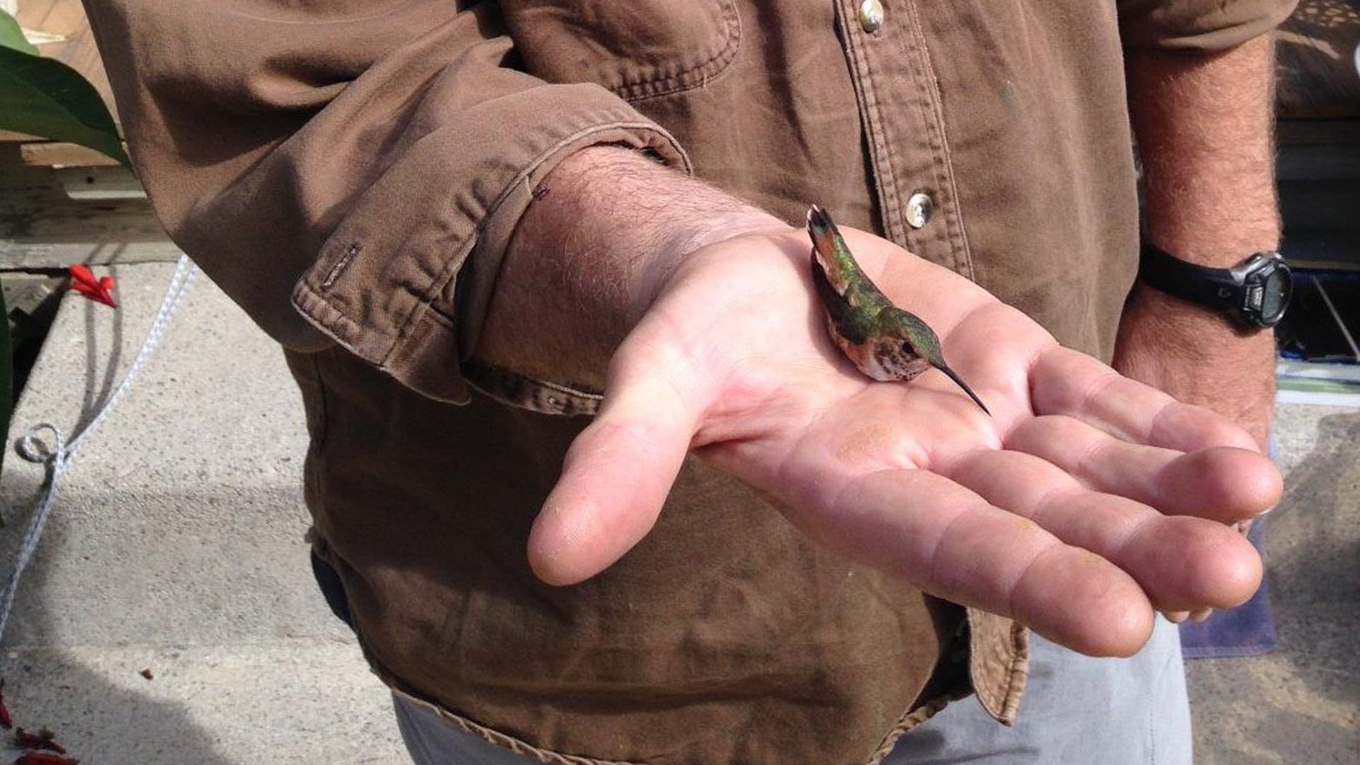 Rufous Hummingbird Takes Same East Coast Detour 2 Years in A Row Rufous Hummingbird Takes Same East Coast Detour 2 Years in A Row
