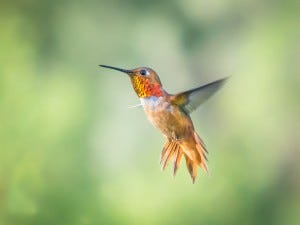 rufous hummingbird in flight