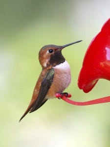 rufous hummingbird at feeder