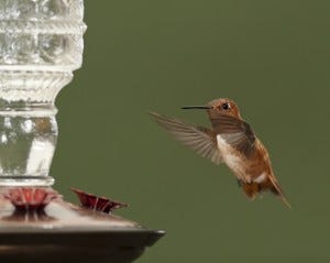 rufous hummingbird at feeder