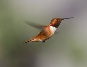 Rufous Hummingbirds migrate through the American Southwest to their breeding grounds, which stretch from the Pacific Northwest through Alaska.