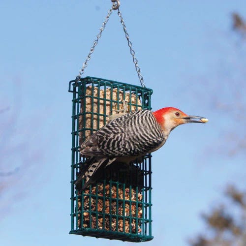 Droll Yankees Suet Feeder