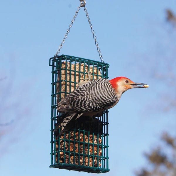 bird on a bird feeder