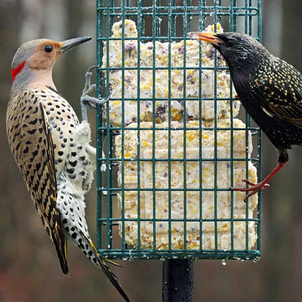 Two birds feeding on suet