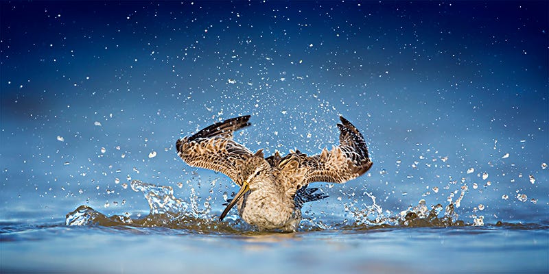 Steven Blandin captures a Short-billed Dowitcher as it splashes in the water near Fort De Soto in Florida.