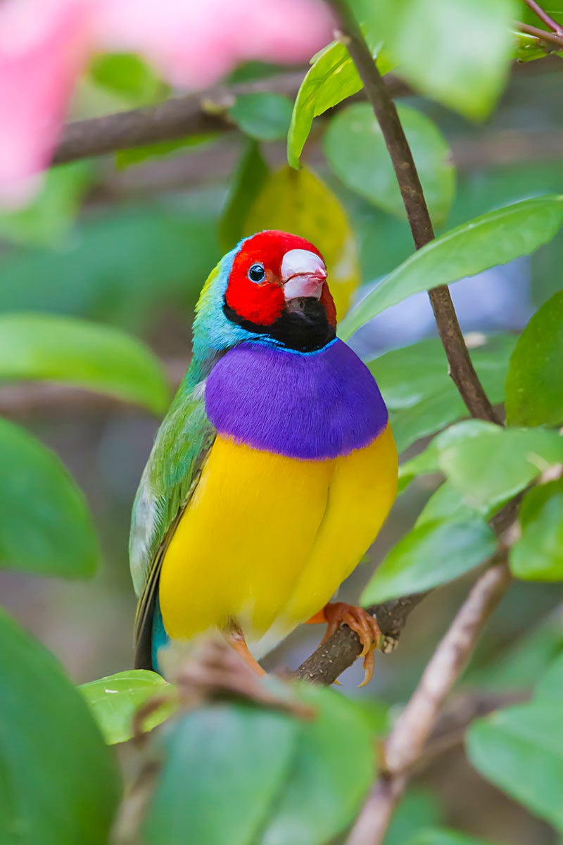 This Lady Gouldian Finch was photographed by Steven Blandin in the wild. The bird is commonly sold in the pet trade.