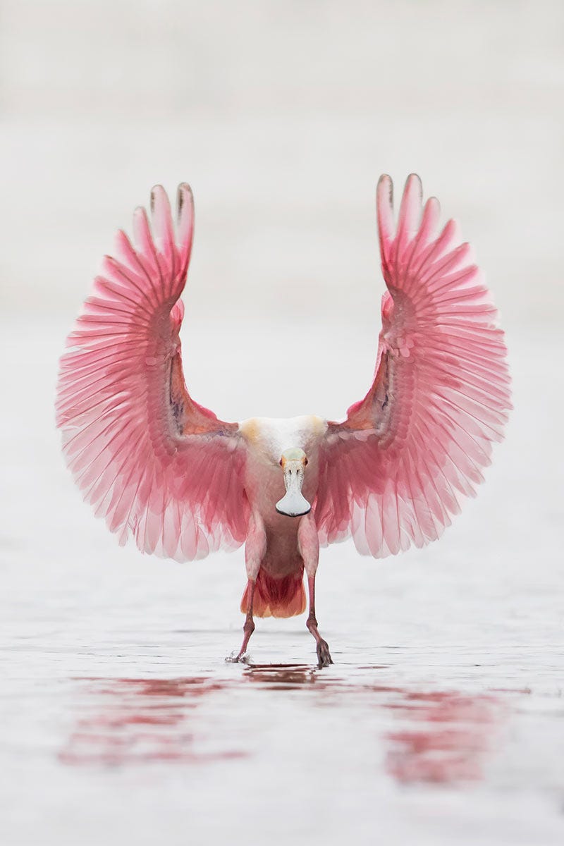 This Roseate Spoonbill, shown in full breeding plumage, was photographed by Steven Blandin.