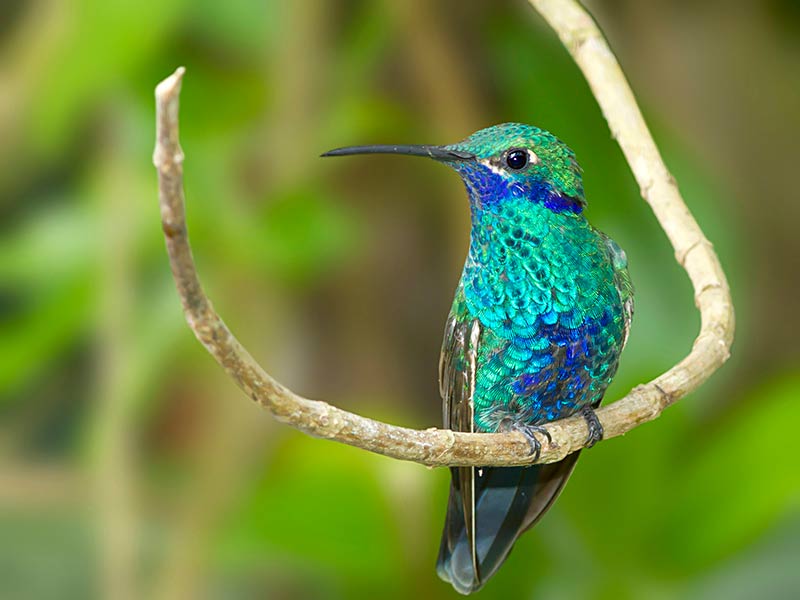 Steven Blandin captured this Sparkling Violetear Hummingbird while visiting Equador.