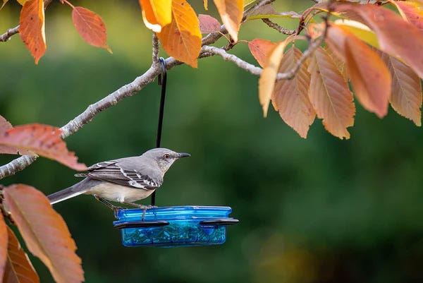 Single Dish Bird Feeder With Metal Hook