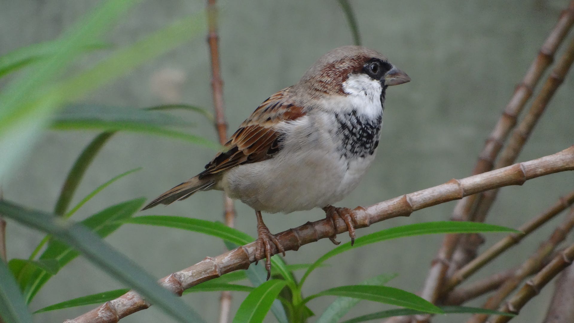 sparrow on branch