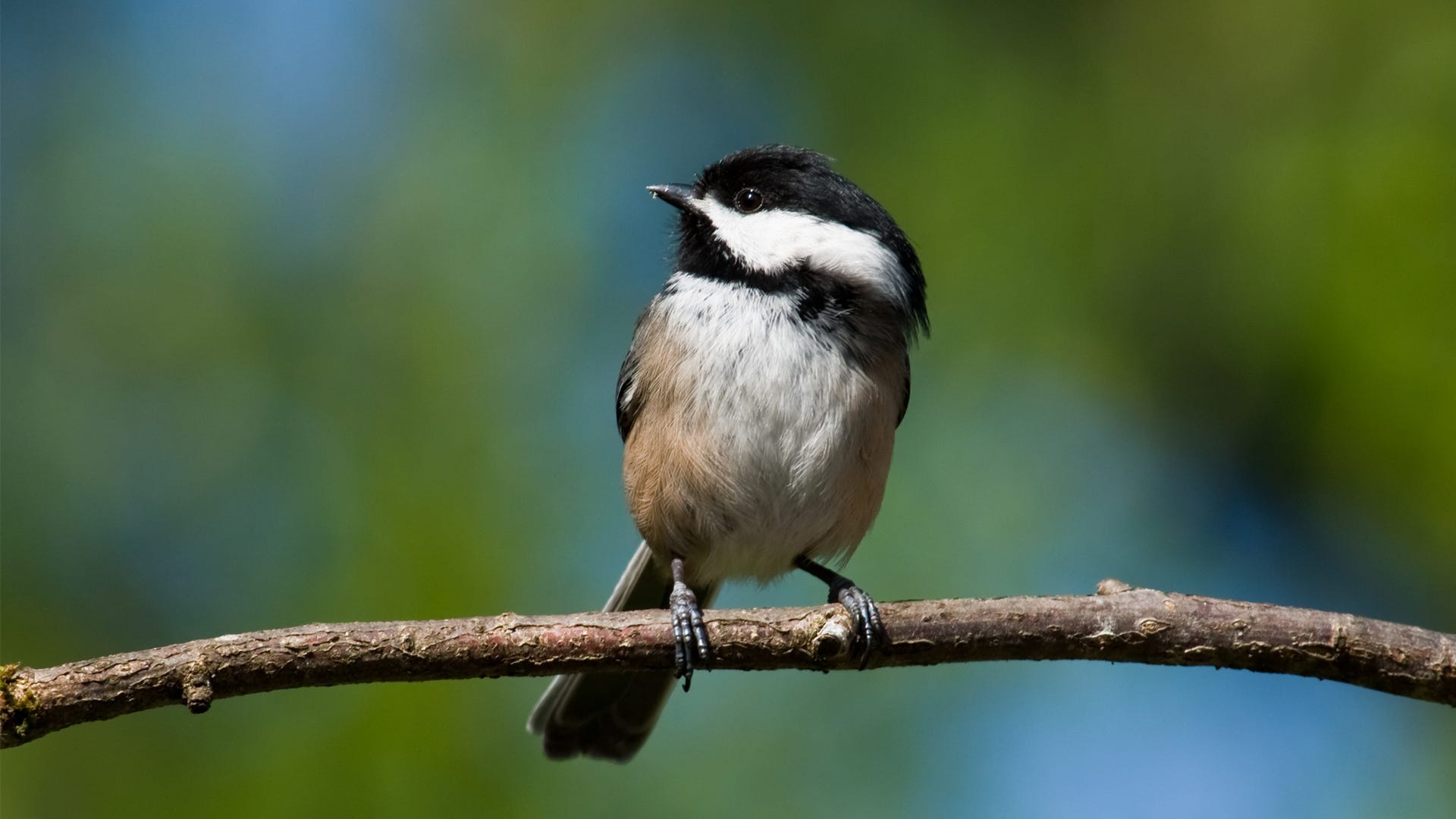 Species Spotlight: Black-Capped Chickadee