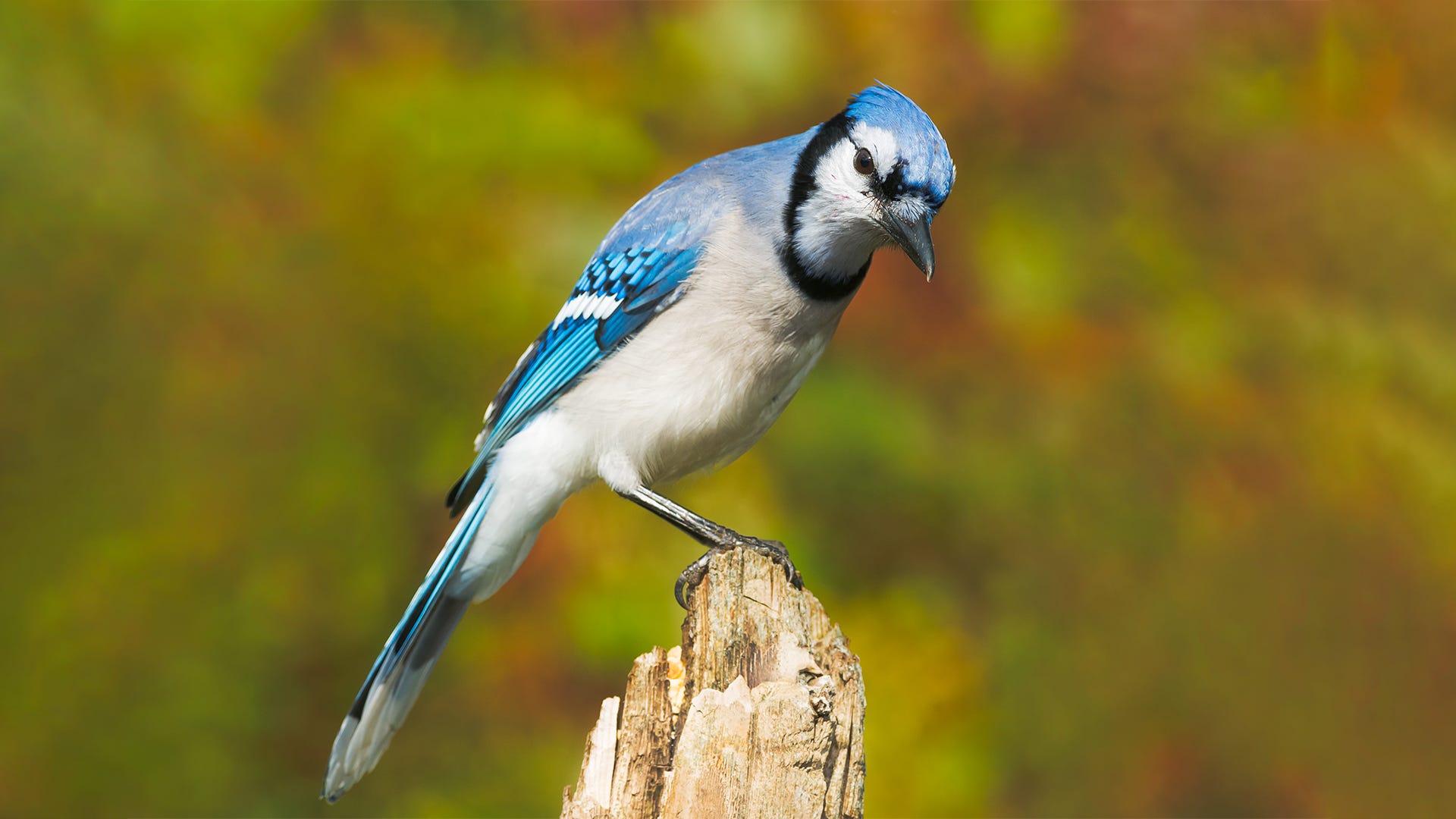 Species Spotlight: Blue Jay Species Spotlight: Blue Jay