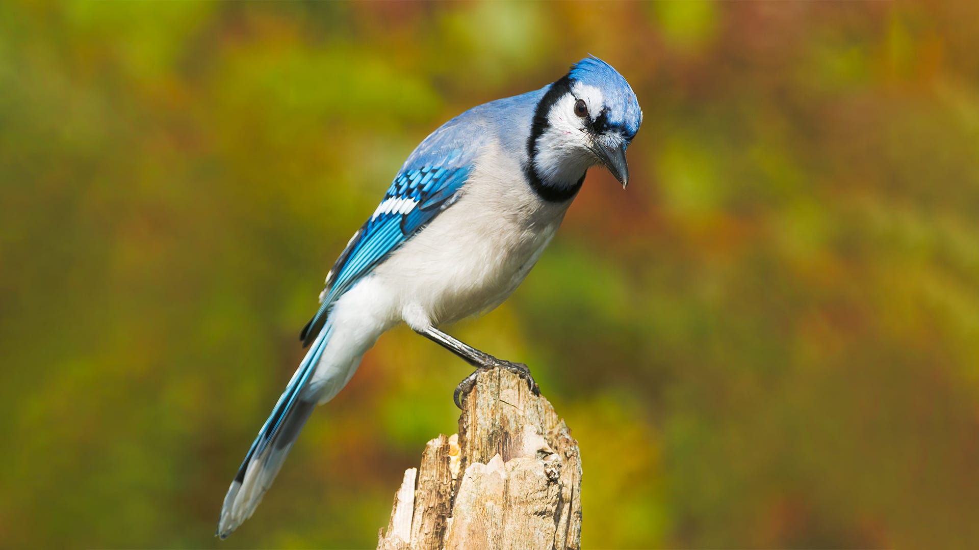 blue jay bird