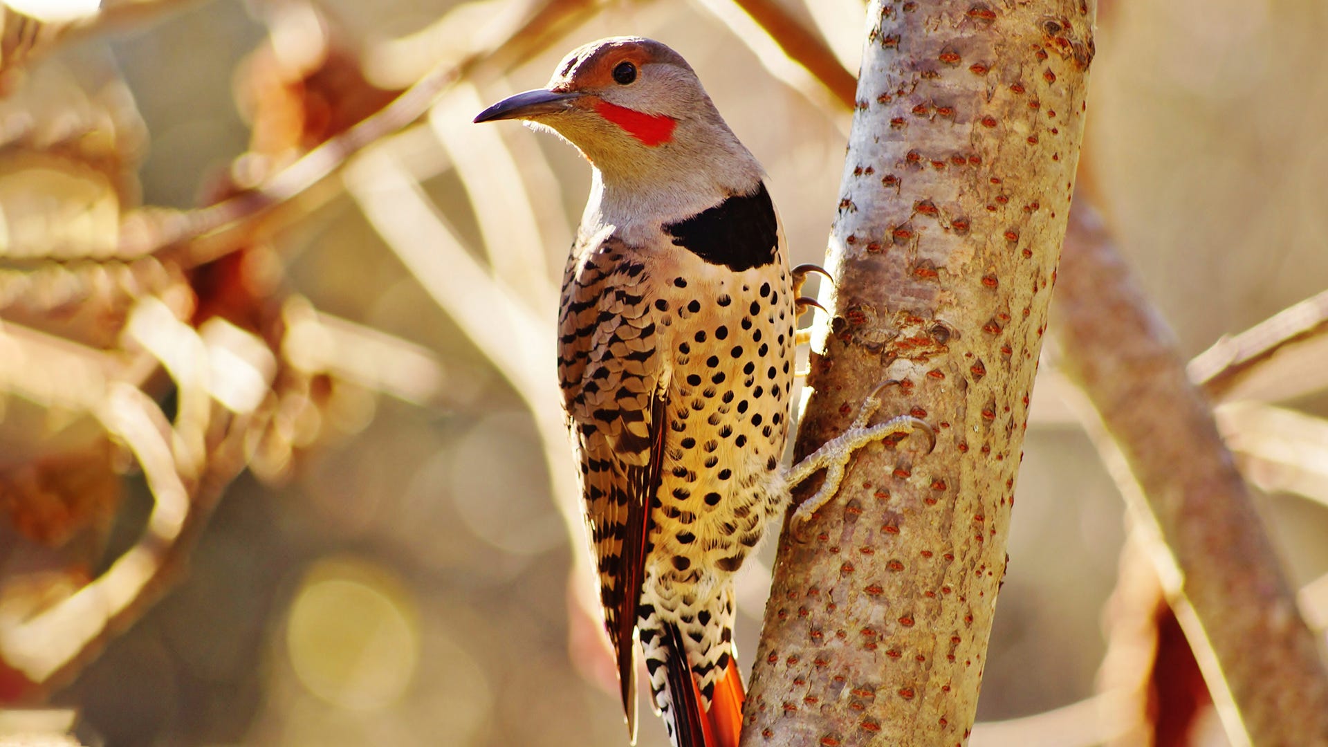 Species Spotlight: Northern Flicker Species Spotlight: Northern Flicker