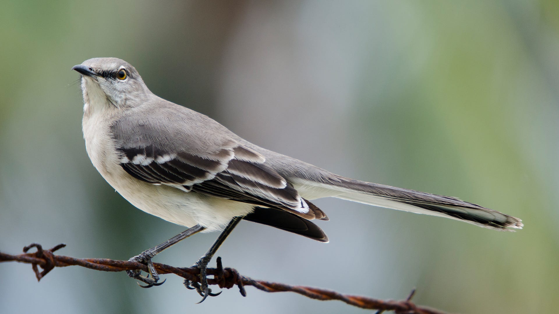 Species Spotlight: Northern Mockingbird